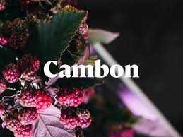 Шрифт Cambon